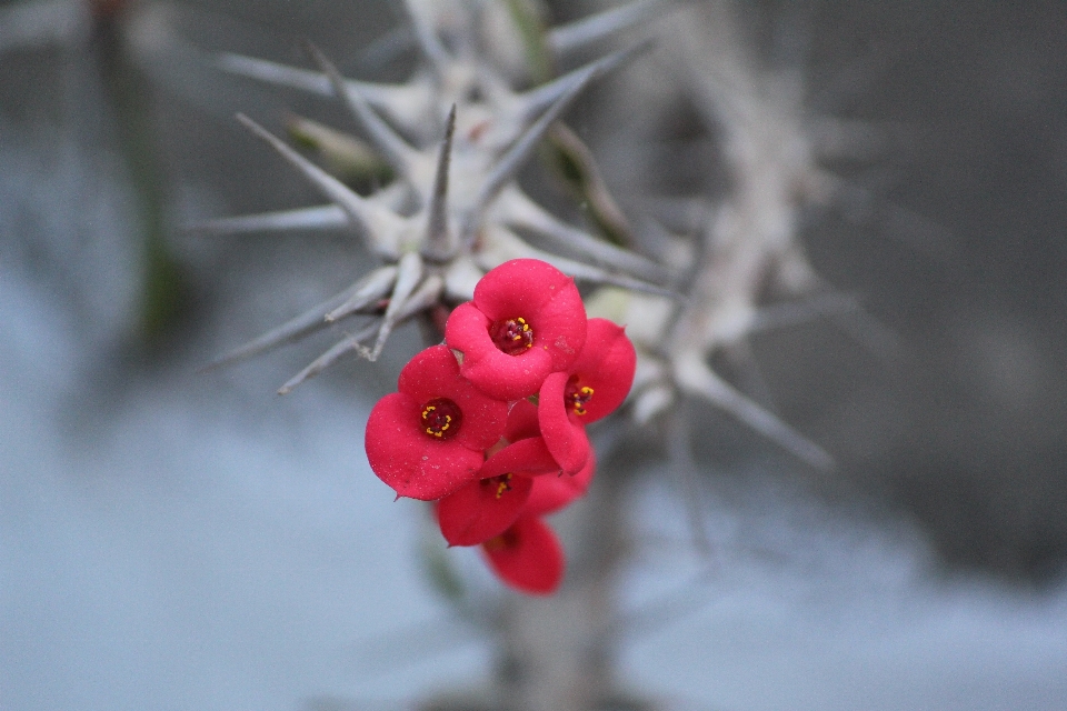 Branch blossom plant leaf