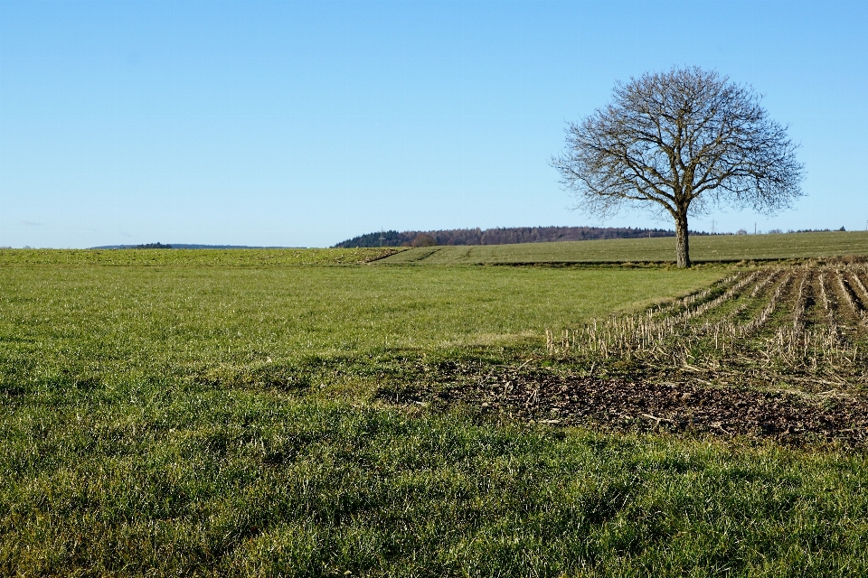 Paisagem árvore grama horizonte