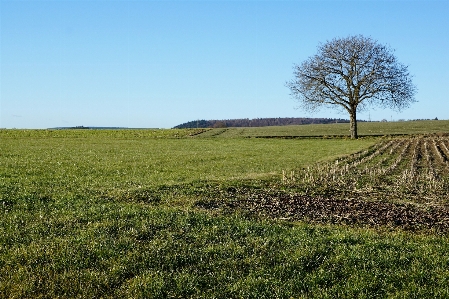 Landscape tree grass horizon Photo