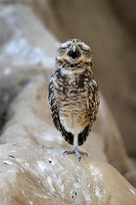 自然 鳥 羽 野生動物 写真