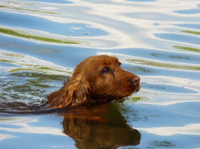 Foto Acqua cane fiume mammifero