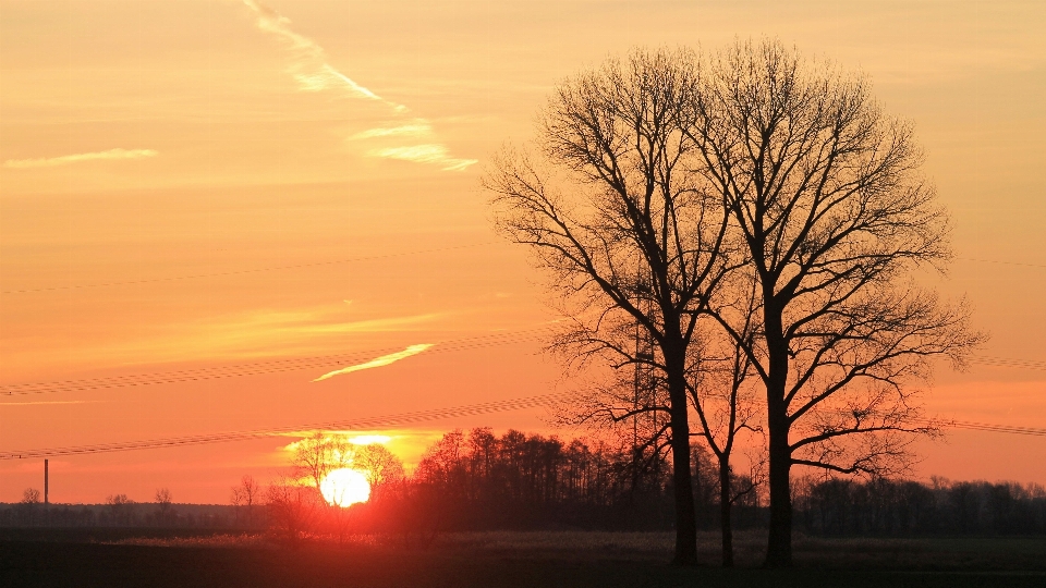 árbol horizonte nube cielo