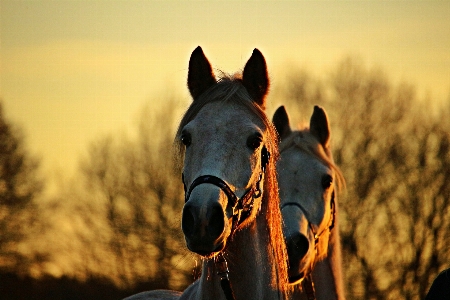 Dusk pasture horse mammal Photo