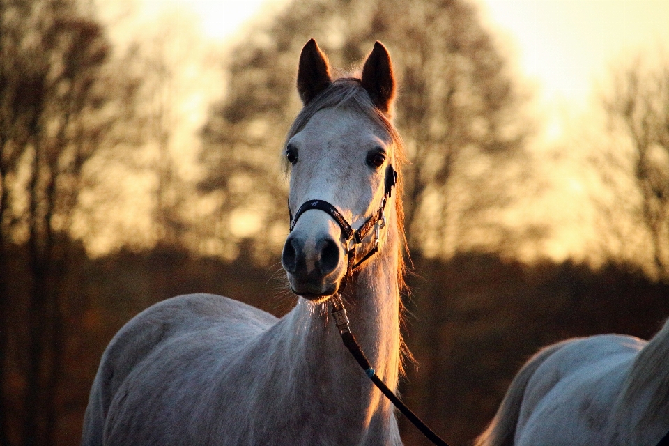 Pasture horse mammal stallion