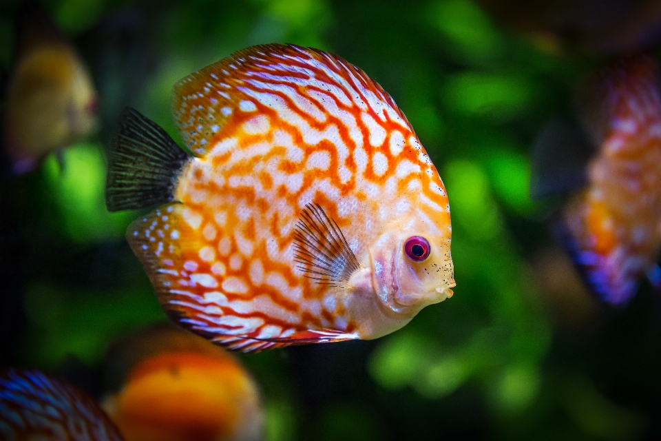 Nature animal underwater swim