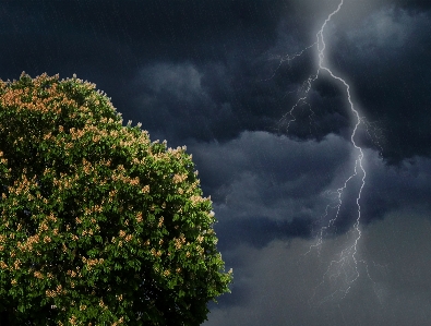 Tree light cloud sky Photo