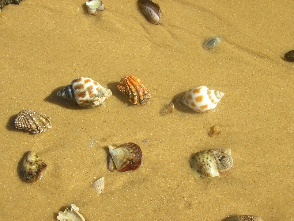 Beach coast sand food