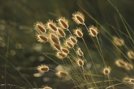 Landscape nature grass light Photo