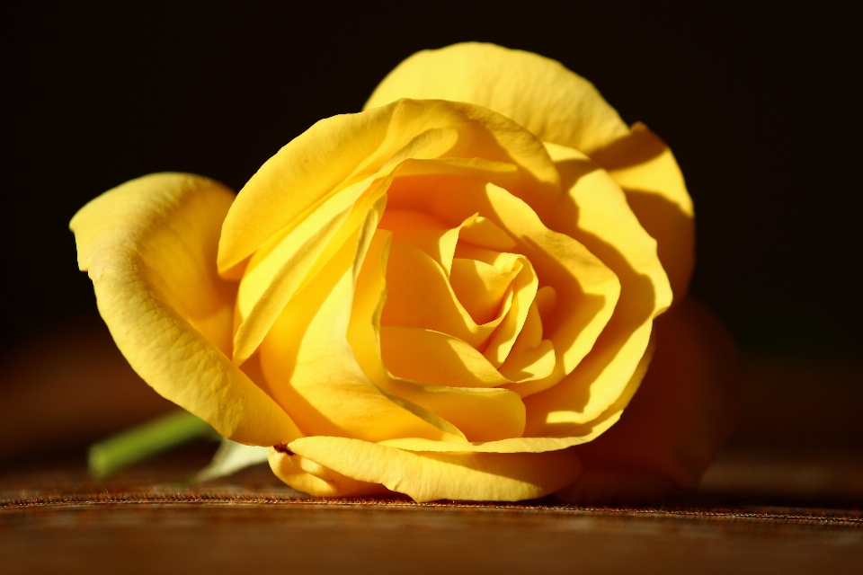 Planta fotografía flor pétalo