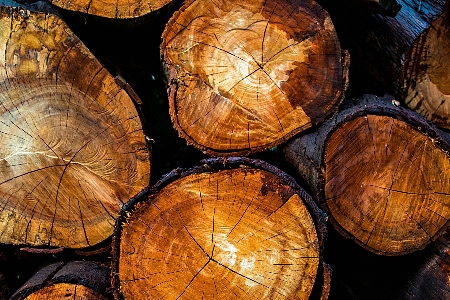 Foto Pohon kayu tekstur daun