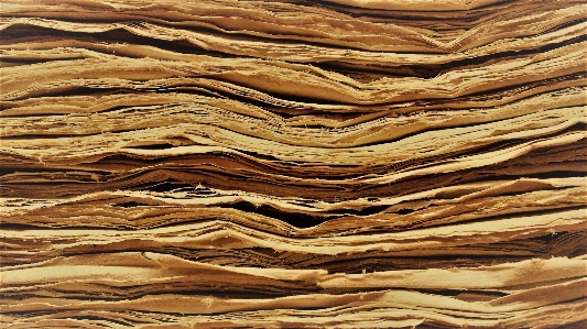 Branch book wood texture Photo