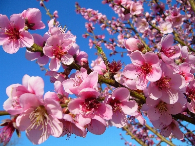 木 自然 ブランチ 花 写真