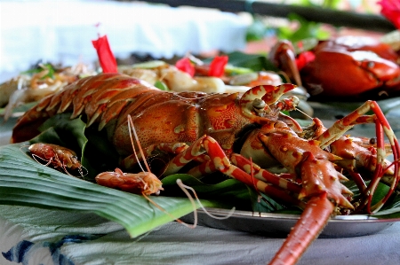 Sea dish food fishing Photo