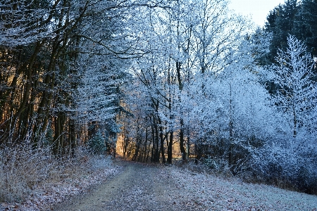 Landscape tree nature forest Photo