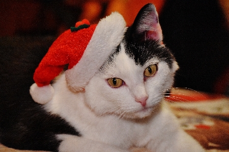 甘い 動物 かわいい ペット 写真