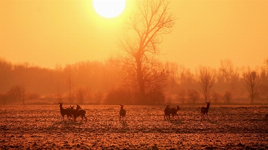 Landscape tree nature sun Photo