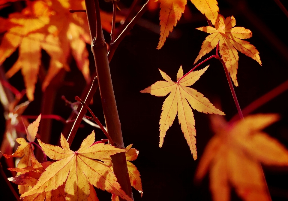 Baum natur zweig licht