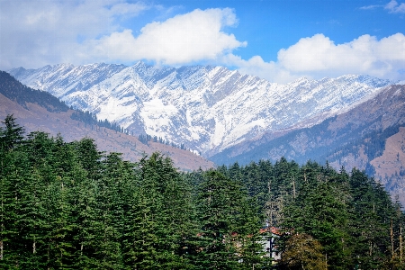 Landscape tree nature forest Photo