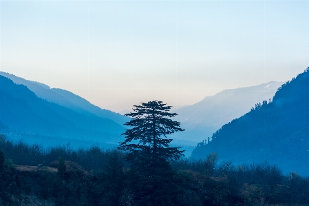 Landscape tree nature wilderness Photo