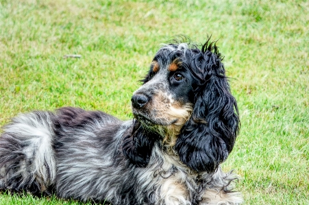 Foto Cabelo cachorro animal bonitinho