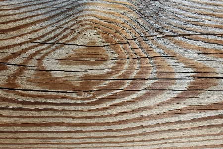 Tree wood texture plank Photo