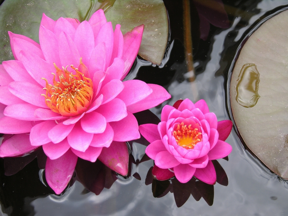 Water nature blossom plant