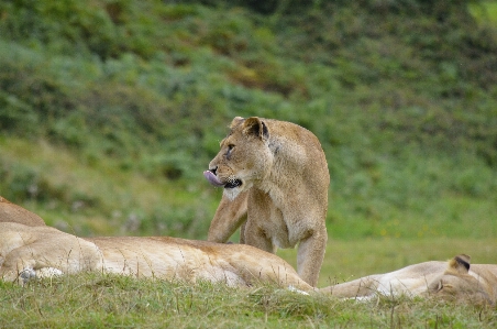 Nature wilderness adventure animal Photo