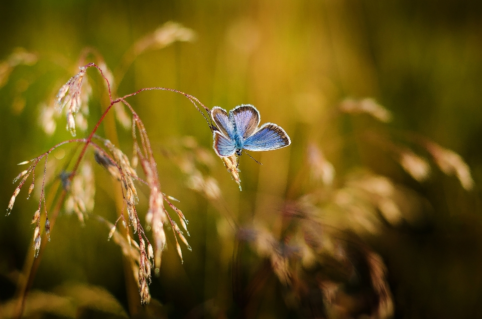 Woda natura trawa oddział