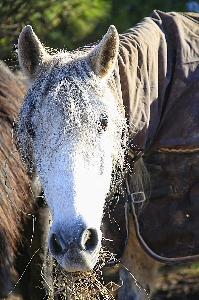 Foto Blanco caballo mamífero semental