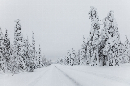 Tree forest branch snow Photo