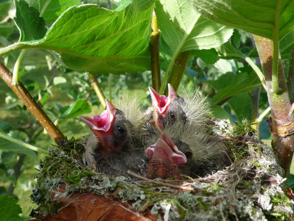 Bird flower spring jungle