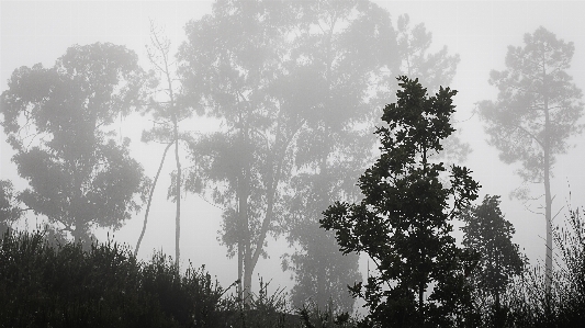 Foto Lanskap pohon alam hutan