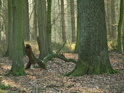 Tree nature forest branch Photo