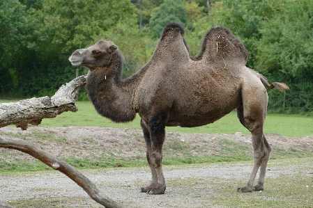 Foto Animal jardim zoológico camelo mamífero