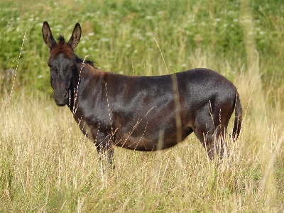 Grass meadow animal wildlife Photo