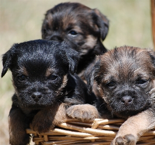 Foto Cucciolo cane animale carino