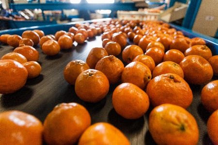 Foto Bekerja tanaman buah oranye