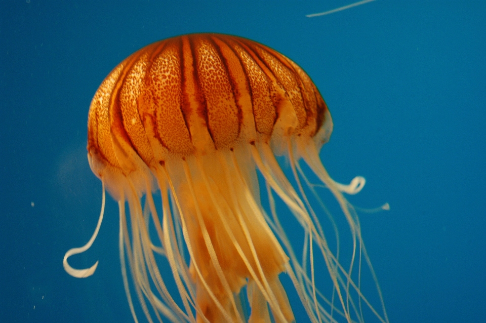 Mare acqua natura oceano