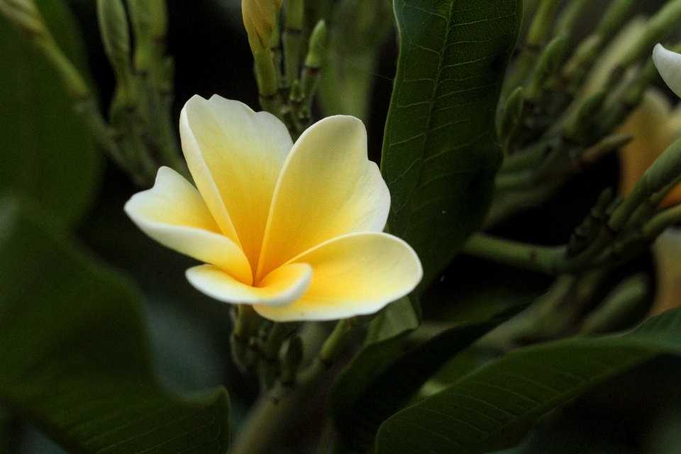 Naturaleza florecer planta hoja