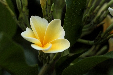 自然 开花 植物 叶子 照片