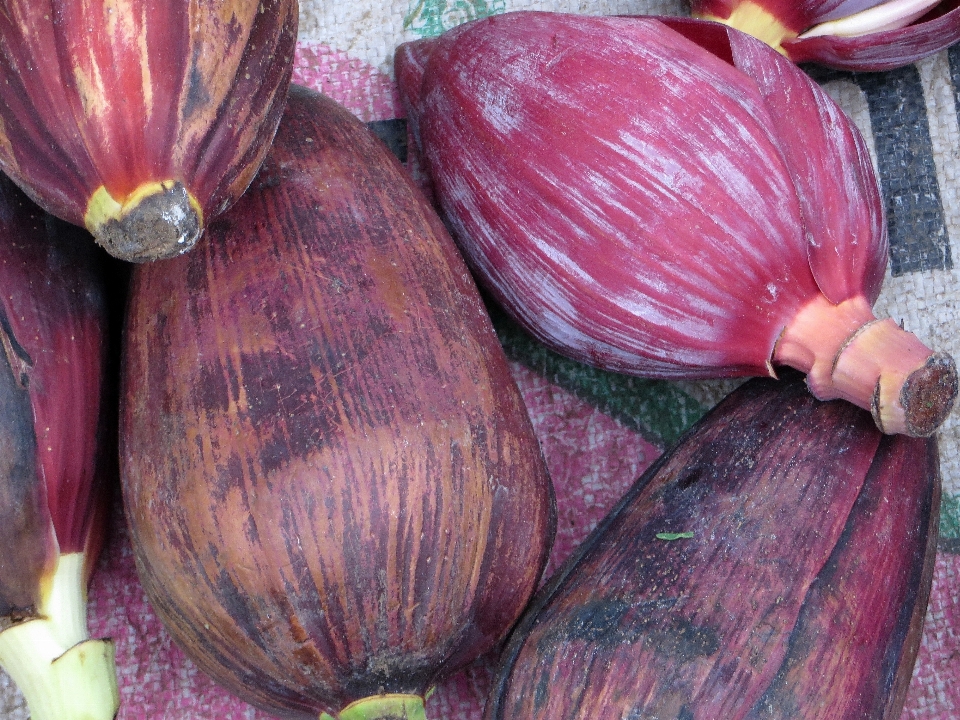 植物 食べ物 生産 野菜