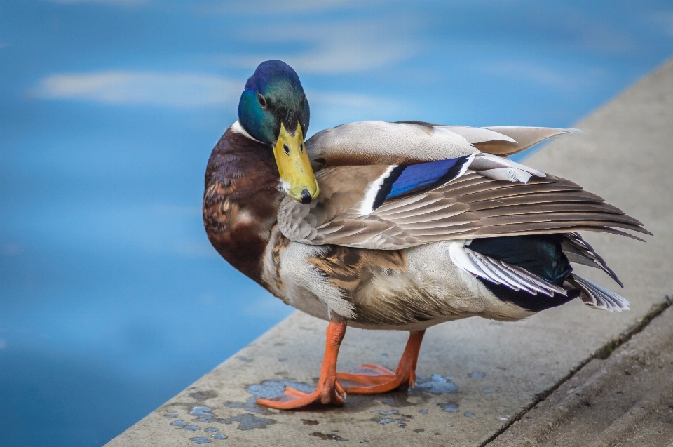 Wasser natur draussen vogel