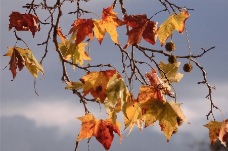 Tree nature branch plant Photo