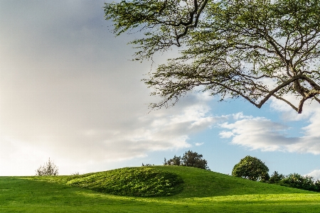 Landscape tree nature grass Photo