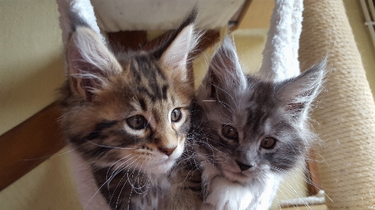 Foto Capelli gattino gatto felino