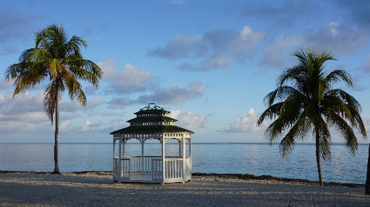 Beach sea coast tree Photo