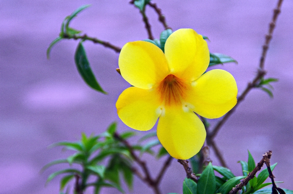 Natur blüte anlage blume