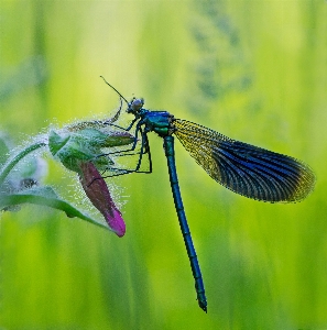 Nature wing photography flower Photo