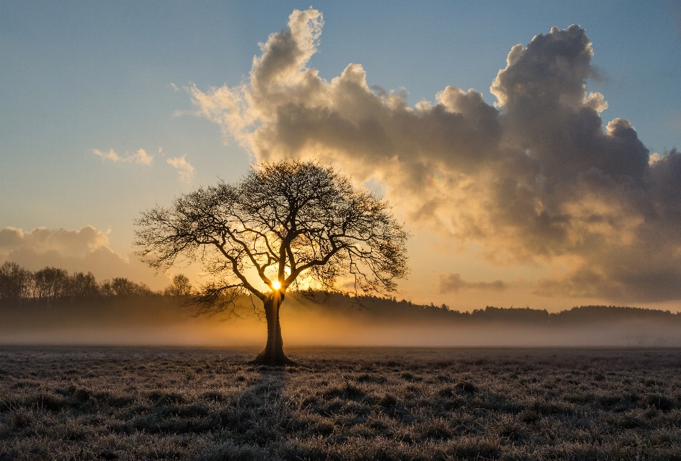 Landscape sea tree nature