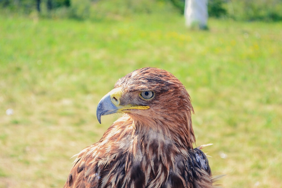 Uccello prateria
 animali selvatici becco